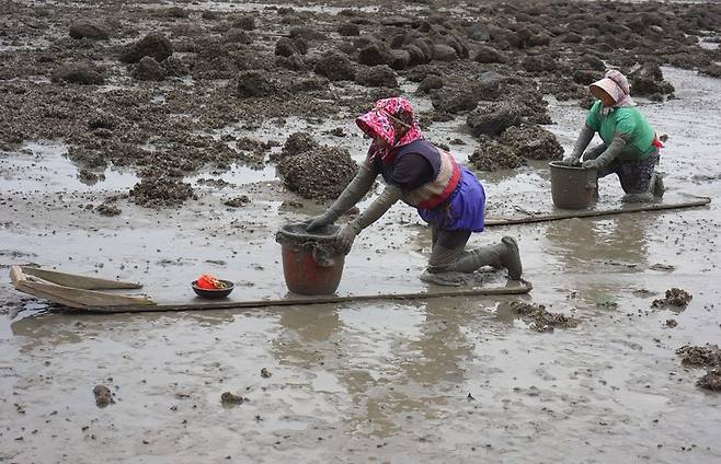 뻘배는 왼쪽 무릎을 나무판에 올리고 오른쪽 발로 뻘흙을 밀어내며 이동한다.  사진 강제윤 제공