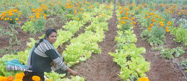 금잔화 심어 해충 쫓고농민 바산타가 농업학교 ‘암리타부미’의 친환경 밭에서 채소를 키우고 있다.