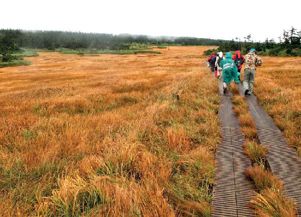 [월간산]하치만타이누마 부근의 늪지 평원지대. 지금은 황금빛 초원이지만 6월부터 9월말까지 다양한 야생화가 만발한다.