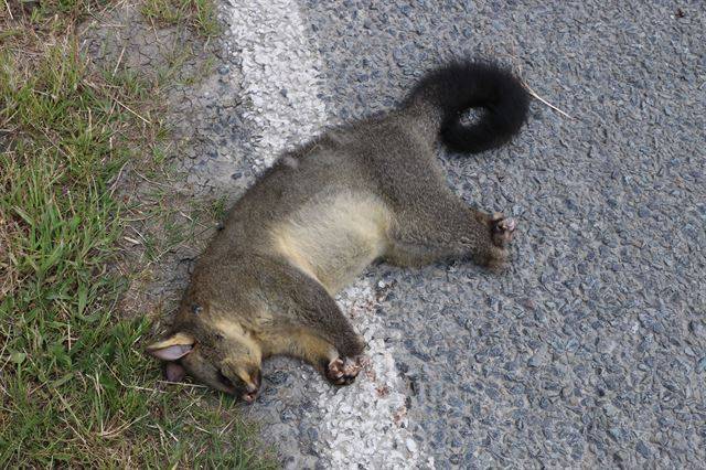 뉴질랜드에서 호주 토종동물 ‘포섬’이 차에 치여 죽은 것을 발견했다.