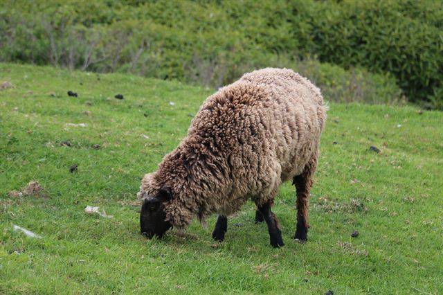 뉴질랜드 인구는 447만 명이지만 양은 3,000만 마리나 된다고 한다.