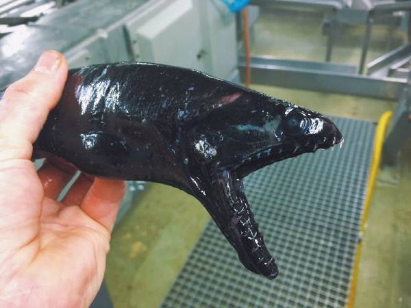 사진|트위터 @rfedortsov 계정 갈무리