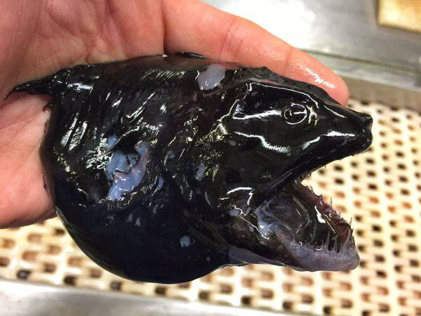 사진|트위터 @rfedortsov 계정 갈무리