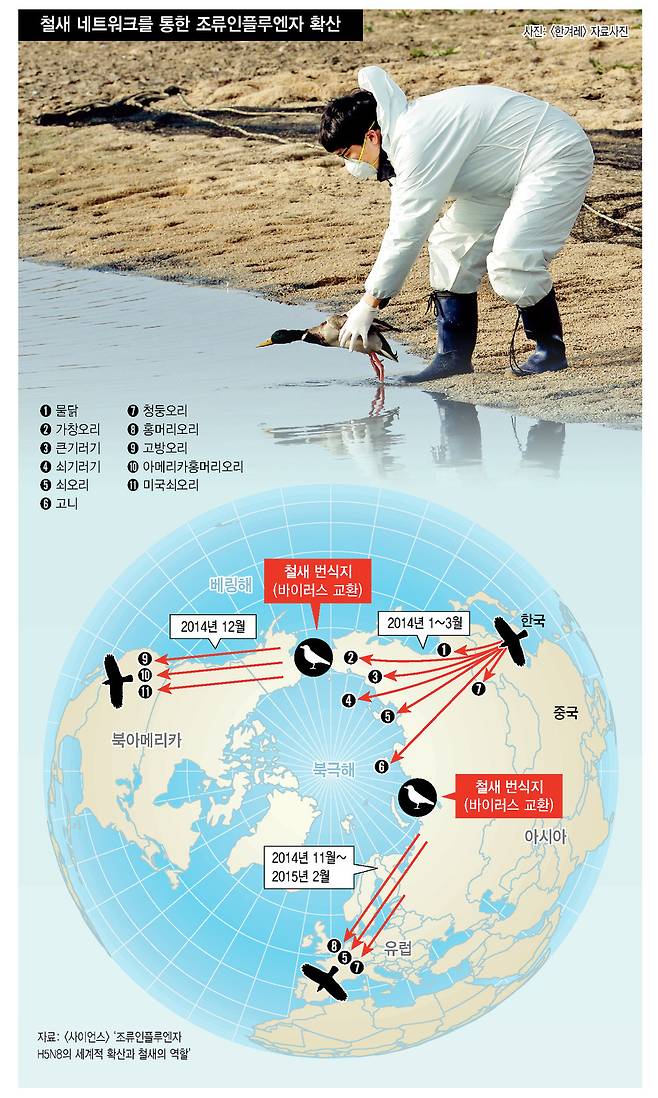 현대문명의 특성은 이동의 증가(항공 등 교통수단)와 밀집의 강화(공장식 축산)다. 조류인플루엔자는 이런 특성을 이용해 자기복제와 진화를 거듭하며 지구를 ‘바이러스 행성'으로 만들고 있다. 최근의 연구는 바이러스들이 ‘철새 고속도로'를 타고 이동하는 것으로 추정하는데, 아직까지 전파 경로를 차단할 방법은 나오지 않고 있다.
