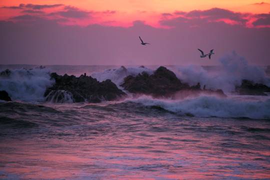 경북 경주시 양북면 봉길리 앞 동해의 문무대왕릉에 사나운 사자의 기세처럼 야성미 넘치는 파도가 넘실대고 있다. 붉은 기운을 토해내는 해돋이를 배경으로 자유롭게 비상하는 갈매기들이 황홀한 풍광을 자아내고 있다.