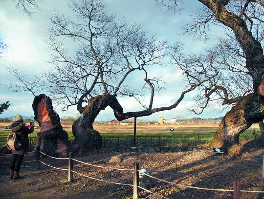 경주시 교동에 위치한 계림을 찾은 관광객이 오랜 세월 풍상을 겪은 나무의 모습을 휴대전화 카메라에 담고 있다. 이 숲은 신라시대부터 영험한 곳으로 알려져 나무를 함부로 베지 못하게 한 덕분에 느티나무, 회화나무, 왕버들나무, 물푸레나무들이 울창한 숲을 이루고 있다.