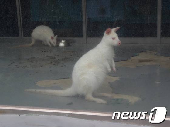 전주동물원의 알비노 왈라비. (사진 최혁준) © News1