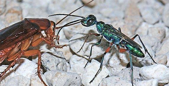 자연에서 관찰되는 ‘좀비’ 현상들. 몸속에 알을 낳으려 바퀴를 끌고 가는 에메랄드바퀴벌레말벌(오른쪽). [사진 미국 펜실베이니아주립대 등]