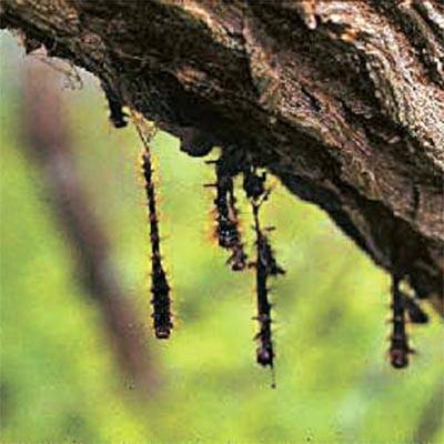 바이러스에 감염돼 나뭇가지에서 죽은 집시나방 애벌레. [사진 미국 펜실베이니아주립대 등]