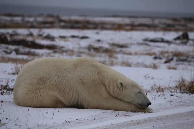 북극곰은 기후변화에 따른 멸종위기종으로 꼽힌다. 지난해 10월 캐나다 북극권의 처칠에서 북극곰이 낮잠을 자고 있다.  남종영 기자 fandg@hani.co.kr