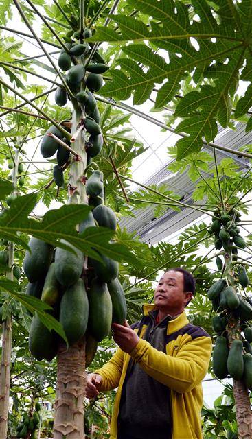 황순곤 대표가 온실에 열린 파파야 열매를 살펴보고 있다.안동 강성남 선임기자 snk@seoul.co.kr