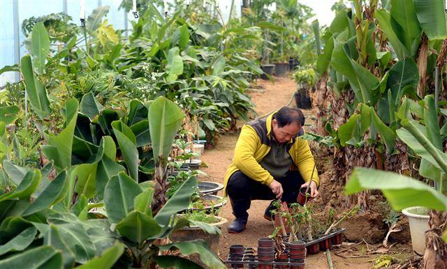 노지로 옮길 묘목과 파종한 화분을 손질하고 있는 모습.안동 강성남 선임기자 snk@seoul.co.kr