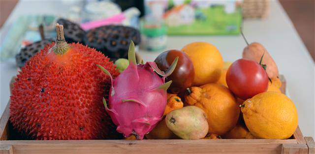 안동파파야농장에서 수확된 열대과일들.안동 강성남 선임기자 snk@seoul.co.kr
