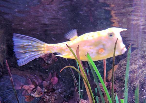 KNS - 영국 맨체스터 트래포드센터(Trafford Centre) ‘시 라이프’(Sea Life)의 미국 도널드 트럼프(Donald Trump) 대통령 닮은 물고기. KNS - 영국 맨체스터 트래포드센터(Trafford Centre) ‘시 라이프’(Sea Life)의 미국 도널드 트럼프(Donald Trump) 대통령 닮은 물고기.