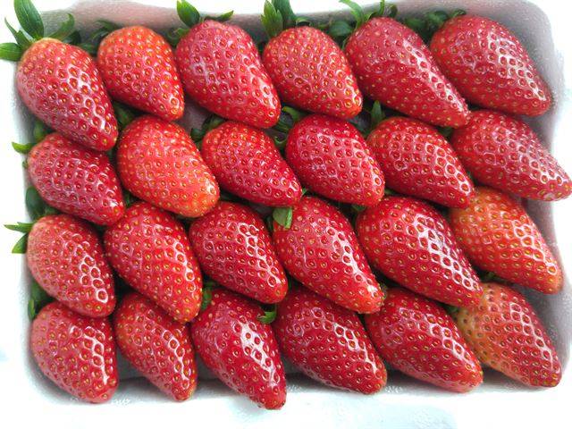 '매향' 딸기. 시설재배가 일반화하면서 딸기 제철은 오뉴월이 아닌 겨울이 됐다. 충남 논산 딸기시험장 김태일 장장 제공.