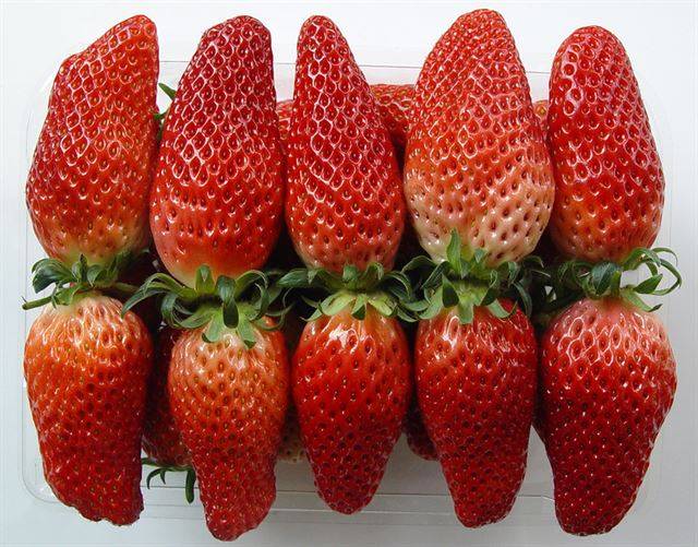 '장희' 딸기. 식감이 부드럽고 덜 시다. 농촌진흥청 김대영 연구사 제공