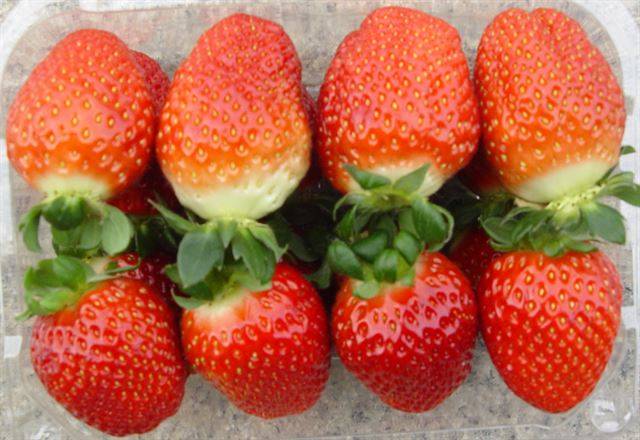 '육보' 딸기. 달달한 향내가 꽃을 먹는 느낌이다. 김대영 연구사 제공