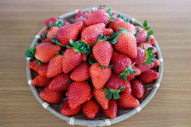 '죽향' 딸기. 온건한 신맛에 달기는 꿀 같다. 김대영 연구사 제공