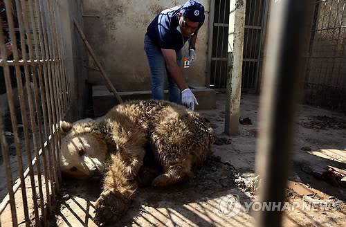 이라크 모술 동물원에 버려진 곰이 치료를 받고 있다 [AFP=연합뉴스]