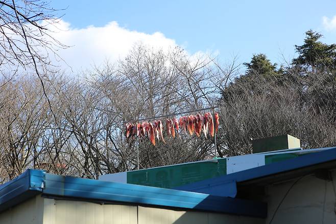 군산에서는 가정집 마당에서도 물메기를 말리는 모습을 심심치 않게 볼 수 있다.