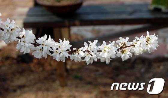 괴산군 칠성면 미선나무권역센터에 피어있는 미선나무 꽃.© News1