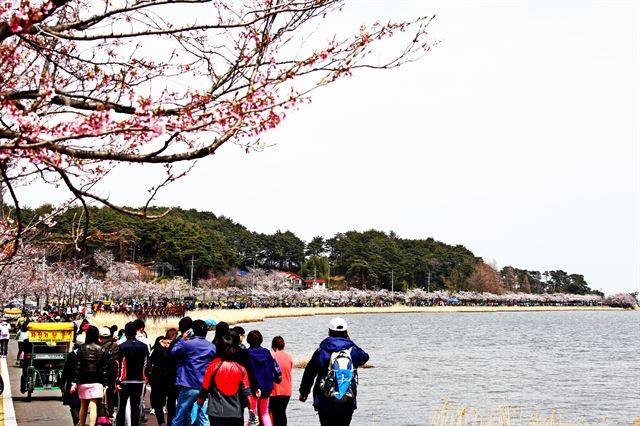 탁 트인 호수를 따라 4.3km 이어지는 벚꽃길. 한국관광공사 제공.