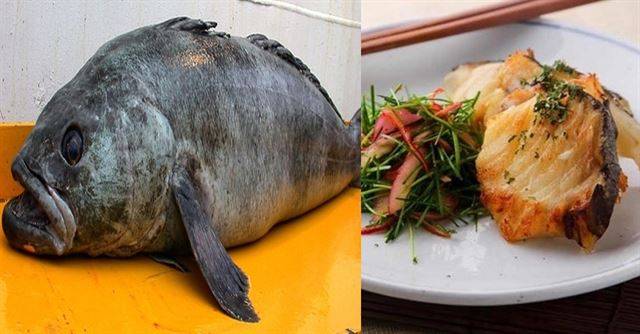 남극 심해에 사는 멸종위기종 파타고니아 이빨고기(왼쪽)는 우리나라와 일본에선 메로로 불리며 주로 구이용(오른쪽)으로 소비된다. 라스트오션, 트립어드바이저 홈페이지 캡처