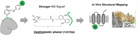 디싸이오바이오틴(D)-페놀은 과산화효소 반응에 의해 라디칼이 되고, 주변 단백질 표면에 있는 타이로신기에 결합한다. /사진=UNIST