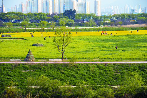 금호강 하중도에 조성된 유채꽃과 청보리밭을 찾은 상춘객들이 화려한 봄 풍경을 즐기고 있다. 붉은색 하트 모양의 조형물이 사진 명소로 인기다.