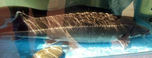 (고양=연합뉴스) 한강 하구에서 희귀종인 철갑상어가 발견돼 관심을 끌고 있다. 2017.4.24  [한상원씨 제공=연합뉴스] nsh@yna.co.kr (끝)