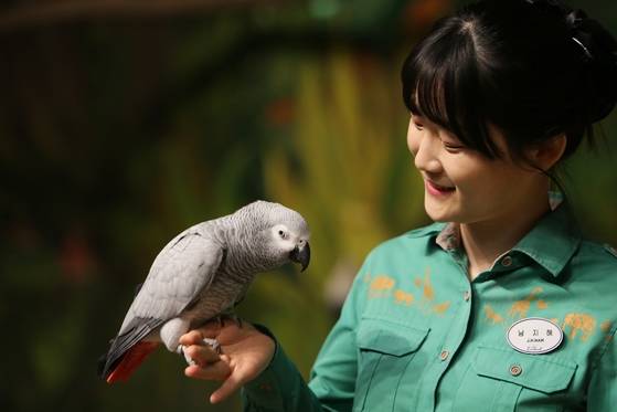 성대모사 달조(鳥) 회색앵무새 '랄라'. [사진 에버랜드]