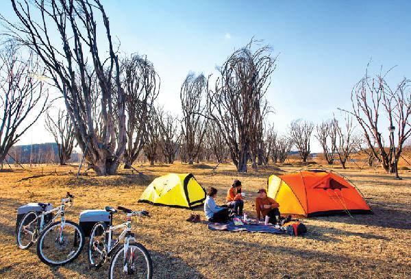 [월간산]강천섬은 수도권에서 가장 인기 있는 자전거캠핑 명소다. 죽은 느티나무숲은 국내에서 유일하게 강천섬에서만 볼 수 있는 독특한 풍경이다. 사진은 연출된 장면이며, 캠핑장은 중앙 잔디밭이다.