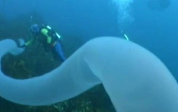 불우렁쉥이 / 사진=캡쳐