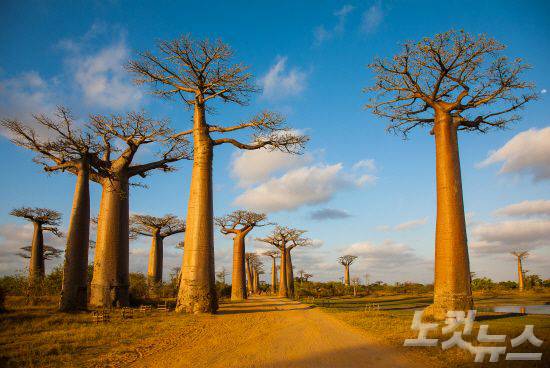 마다가스카르의 해안도시 모론다바에서는 수많은 바오밥나무들을 만나볼 수 있다. (사진=오지투어 제공)