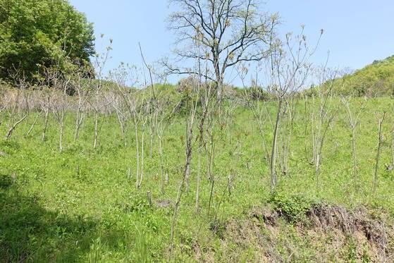 옻나무 밭: 주민 대부분이 노인들인 농촌에서 농기계가 들어가기 어렵고 경사가 급한 농지는 묵을 수밖에 없다.옥천군은이런 땅에 옻나무 14만 그루를 심어 2005년 옻산업특구가 됐다. 옻 순이 먹기 좋은 크기로 자라 있다.