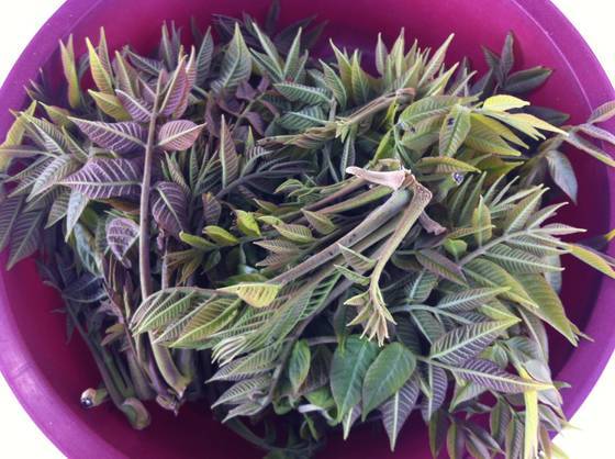 갓 딴 옻순: 옻은 잎 모양이나 색깔은 참(가)죽나물과 비슷하지만 뒷면에 솜털이 있다. 두 나물이 같이 생체 열이 많다. 그래서 쌓아두면 제 몸의 열 때문에 오래지 않아 나물이 상한다. 저 나물은 갓 따서 아주 싱싱한 상태다. 택배 주문을 받으면 싱싱함을 조금이라도 더 유지하도록 발송 전 저온창고에서 예냉을 하기도 한다.