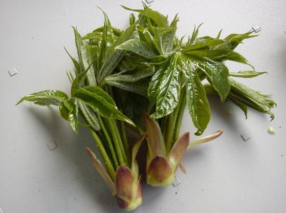 음나무 순: 강원도 홍천군 내면 율전리 ‘문바위농장’에서 5월 2일 채취한 음나무 순. 잎줄기가 다른 순보다 둥글고 가늘면서 여린 가시가 나 있다. 잎 표면 윤기가 선명하다. 옻·참죽 순보다 계절이 앞서는 나물이어서 다른 지역 음나무 순은 철이 지났는데 이 농장에서는 다음주부터 출하가 시작된다고 한다. 박혜진 하늘아래띄움터 대표