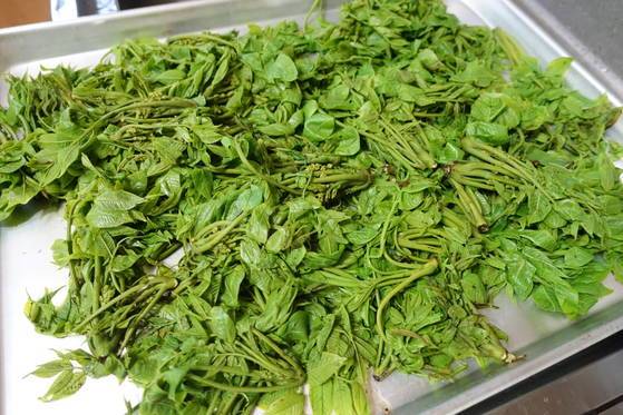 데친 옻순 김 날리기: 대개 나물을 데치면 찬물에 바로 식히지만 옻순은 찬물에 담그지 않고 쟁반에 넓게 펼쳐 식힌다. 옻을 오르게 하는 우르시올 성분이 가열하면 휘발성이 강해지므로 서서히 식으면서 날아가도록 하는 것이다. 찬물에 담그면 열이 식어 우르시올이 빠져나가지 않는다. 예전 시골에서 어른들은 데쳐서 찬물에 바로 담그면 쓴맛이 생긴다는 얘기를 했다.