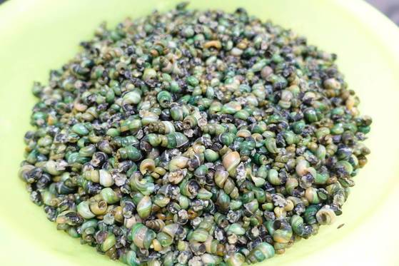 다슬기 혹은 올갱이: ‘미락올갱이’ 집에서 국에 넣기 위해 까놓은 다슬기 살. 저렇게 모양이 온전하면 싱싱한 국산이다. 다슬기는 방언이 아주 많은데 ‘올갱이’도 그 중 하나다. 현재 표준어로 인정되는 것은 다슬기·대수리 두 가지다. 금강 상류권에서는 도슬비 또는 도실비라고 부른다. 언젠가 옥천에서 다슬기 국을 먹다가 일하는 분에게 “아주머니, 이 국 뭘로 끓여요” 하고 물었더니 “도슬비로 끓이지요”라고 답했다. 장난기가 발동해 “그런데 왜 올갱이 국이라고 할까요”라고 또 물었다. 당황한 표정의 아주머니 “글쎄요, 모르겠네요.” … 내 고향이 옥천과 이웃한 금강 상류권 금산이고, 다슬기의 방언을 수집하는 터라 나름 계산이 있어서 물었던 것이다.