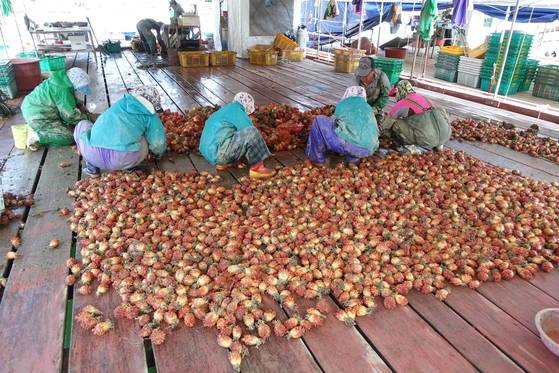 통영의 5월은 멍게 시즌이다. 전국 멍게 생산량 70%가 통영에서 나온다. 멍게 더미가 쌓인 바지선에서 주민들이 작은 멍게를 고르는 작업을 하고 있다.