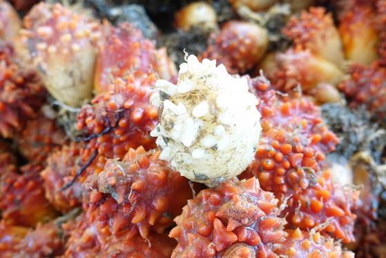 붉은 멍게들 사이에 섞여 자란 하얀 멍게. 돌연변이가 아니라 하얀 멍게가 있는데 수확하던 사람들도 드물게 보는지 사진 찍어 가라며 좋은 자리에 놔줬다.