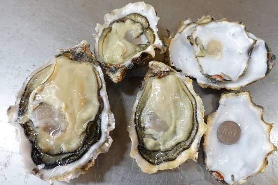 굴 껍데기 한쪽을 깐 상태를 반각굴(하프셸)이라고 한다. 500g 굴 하나와 100g 두 개를 가봤다. 동전과 비교하면 굴이 얼마나 큰지 알 수 있다. 서해안 어민들은 양식하는 굴 알맹이가 500원짜리 동전 만하면 수확기라고 말한다.