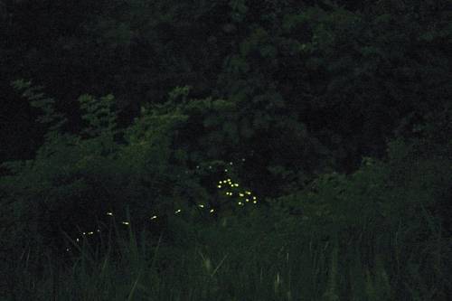 2010년 성남시 대장동에서 촬영한 파파리반딧불이.[성남시 제공=연합뉴스]