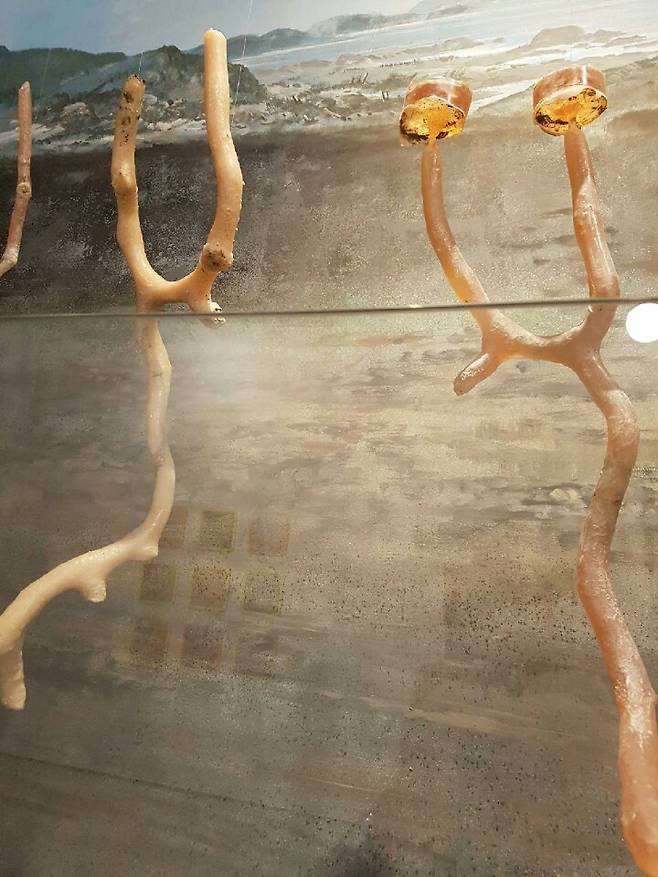 쏙의 서식구멍. 김갑곤 제공