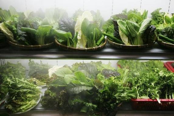 대형 마트 판매대에 올라온 케일, 치커리, 로메인 등 유기농 농법으로 재배된 각종 잎채소. /조선일보 DB