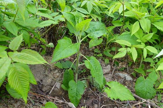 눈개승마 사이로 씨가 날아와 홀로 싹을 틔운 곤드레(고려엉겅퀴)가 자라고 있다. 모양은 취나물과 비슷하지만 줄기와 잎 뒷면에 솜털이 있다.