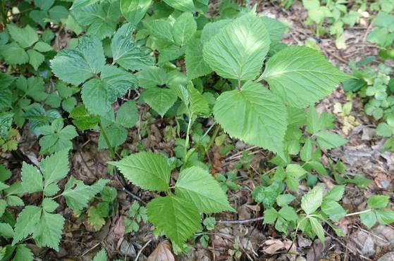 쌈을 싸서 먹거나 데쳐서 나물로 먹는 토종 참나물은 향기가 은은한 귀한 산나물이다. 김치로 담그면 봄철 별미다. 진짜 참나물이 귀해 한 줄기에 잎이 3장씩 나면서 모양이 비슷한 파드득나물(삼엽채)을 시장에서 참나물이라고 팔고 있다.