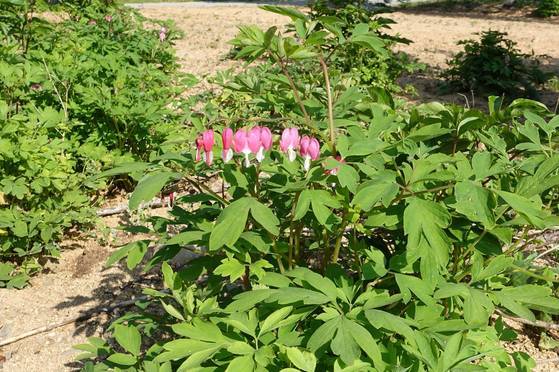 안정숙씨가 ‘며늘취’라고 부르는 금낭화. 며느리밥풀꽃이라는 이름과 연관이 있는 듯하다. 도시에서는 화초로 키우지만 여기서는 이것도 나물이 된다.