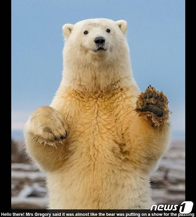 로라 그레고리가 쵤영한 아기 북극곰. (사진 영국 데일리메일 해당기사 캡처) © News1