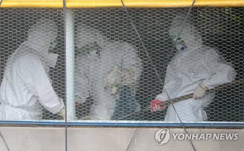 (제주=연합뉴스) 김호천 기자 = 6일 오후 제주시 오라2동의 한 양계장에서 흰색 방역복을 입은 공무원들이 뜰채를 이용해 닭들을 포획하고 있다. 닭은 모두 살처분한다. 2017.6.6      khc@yna.co.kr